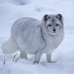 toundra arctique renard arctique