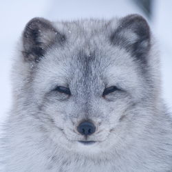 Le renard polaire ou renard bleu à la fourrure blanche en hiver